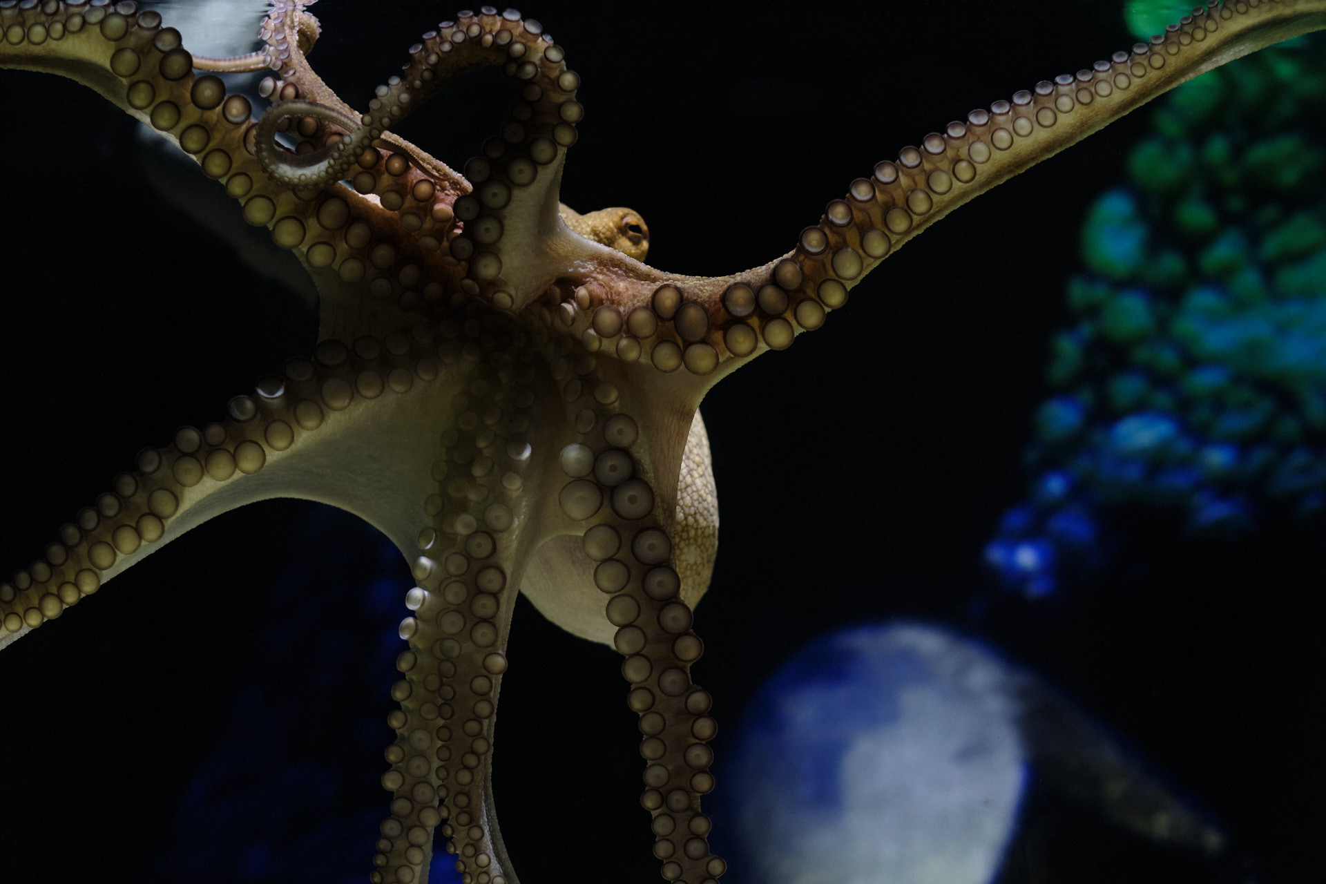 Conversation between Stefan Kaegi, Judith Zagury, Nathalie Küttel and Kerstin Schroth