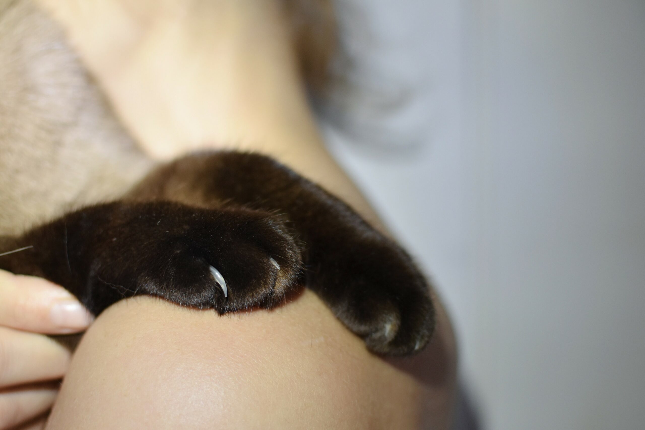 I and Other Animals -workshop for professionals