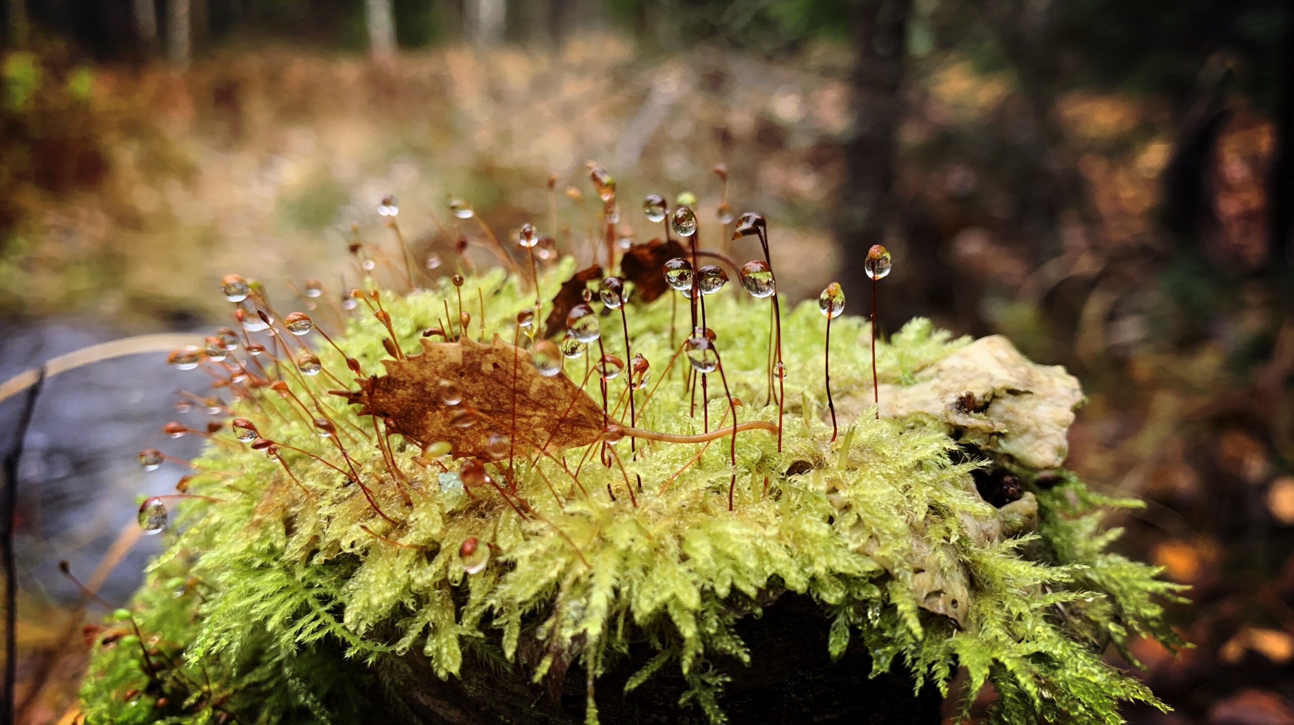 SAMMAL/MOSS (PREMIERE)