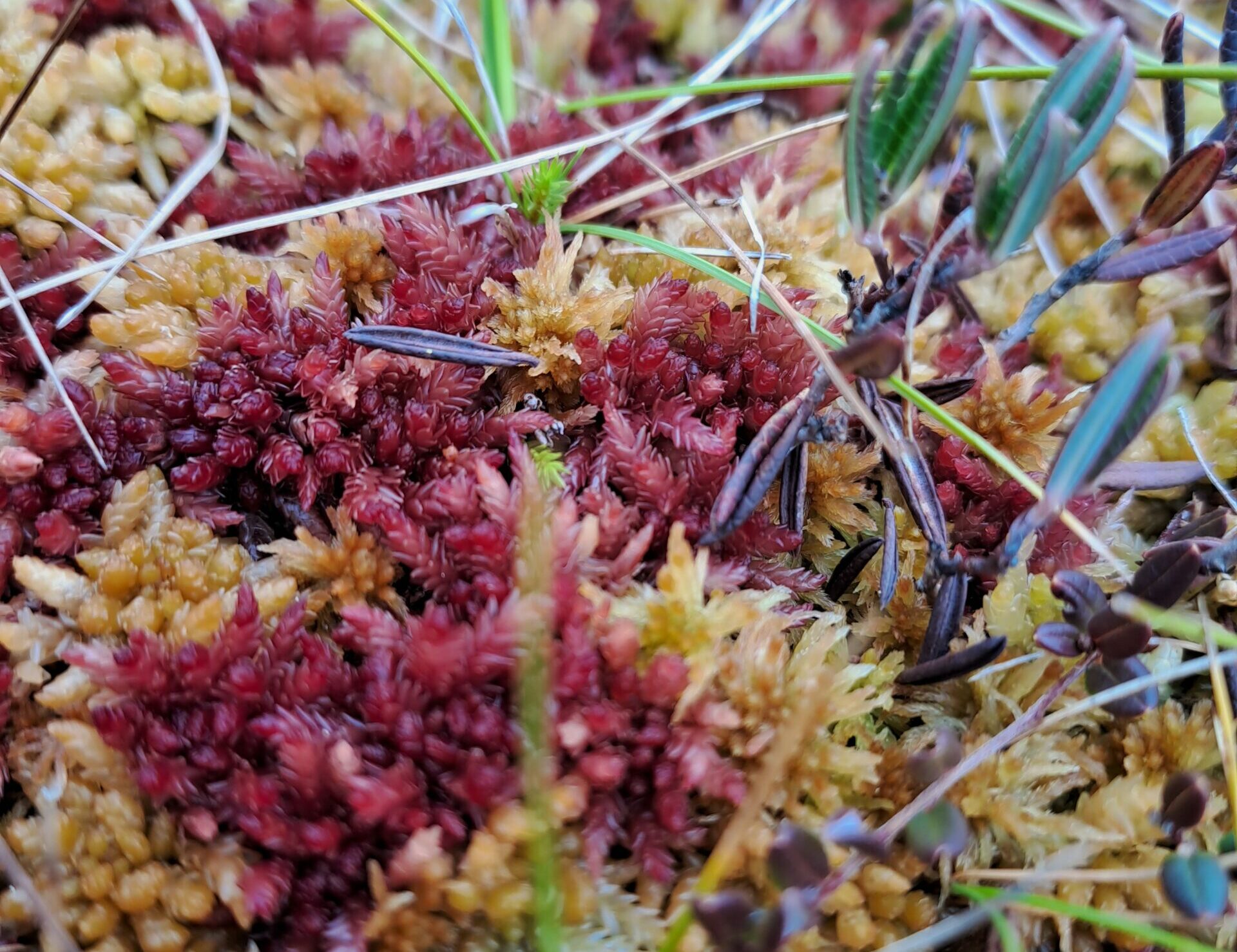 Instant reflections VII by Nina Vurdelja