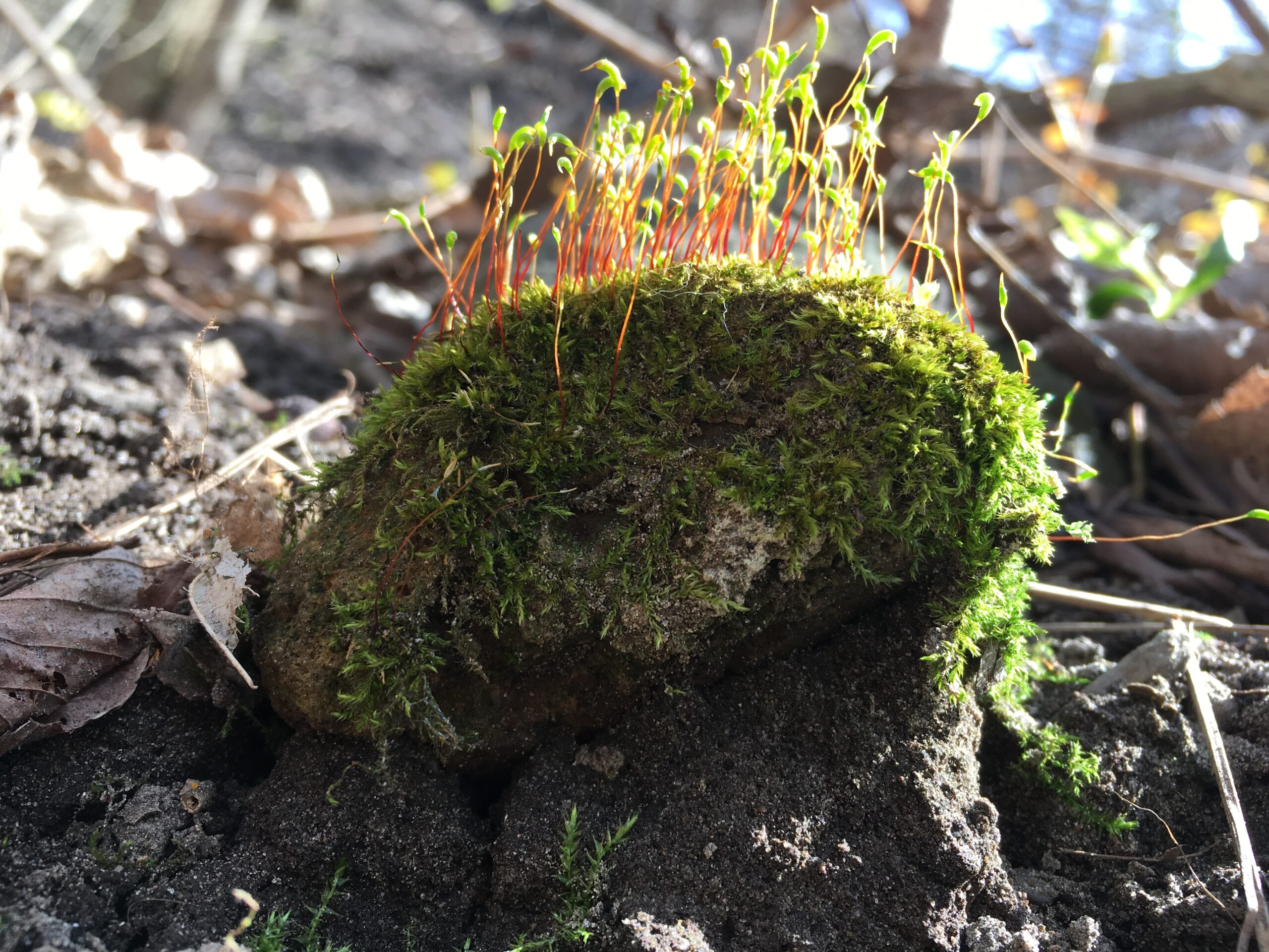 Conversation between Angela Schubot and Kerstin Schroth about SAMMAL/MOSS